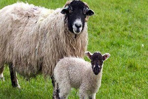 Damızlık Gen Haritası Çıkarılarak Verim Artırılacak