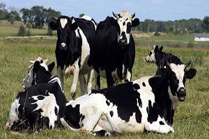 Hayvancılıkta Islah Çalıışmaları Geliştirilmeli