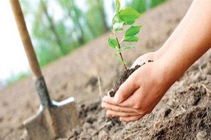 Soma Belediyesi ve Ziraat Odası`ndan Doğaya Büyük Katkı