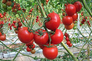 Domatesin Zamlı Yolculuğu