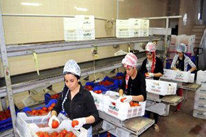 Domateste 32.8 Milyon Dolarlık Kayıp