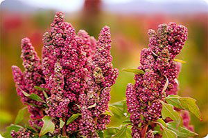 Edirne`de `Kinoa` Seferberliği