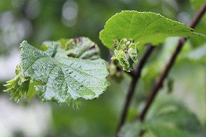 Erken Uyanan Fındık Risk Altında