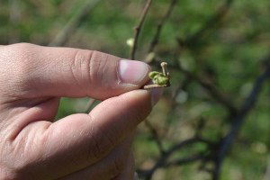 Fındık Ağaçları Karanfil Açmaya Başladı