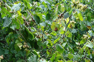 Fındık Türkiye`nin Altın Yumurtlayan Tavuğu