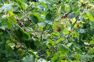Fındıkta Yalancı Bahar Korkusu