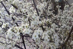 Güneşe Aldanan Erikler Çiçek Açtı