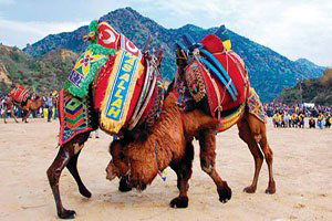 Güreşemeyen Deve Sucuk Oluyor