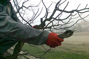 Çerkeşli Genç Çiftçiler İmece Usulu Şeftali Ağaçlarında Budama Yaptılar