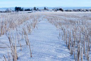 Samsun`da Kar Yağışı Tarıma Büyük Fayda Sağladı