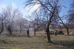 Kayısı Ağaçlarında İlaçlama Programı