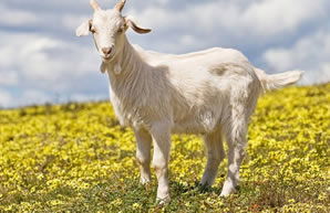 Keçide Bulunan Mantardan Biyoyakıt Üretimi Yapılabilir