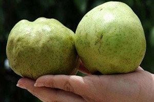 Kilosu 1 Liraya Düştü Ama Alan Yok