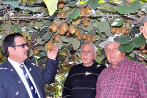 Kivi Üreticileri Yalova`da Arazi Bulamıyor