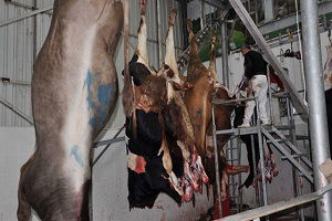 Küçük Kesimhanelere İlişkin Esaslar Belirlendi