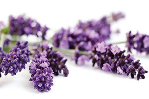 Keçiborlu Lavanta Üretiminin Yüzde 93`nü Karşılıyor