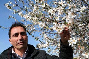 Mersin`deki Badem Ağaçları Çiçek Açtı