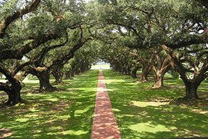 Akseki`de Meşe Dikimi