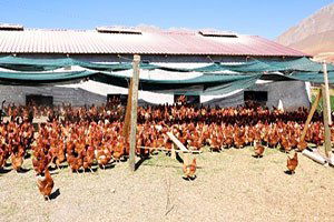 Milas Muğla`nın Et Tavuğu Merkezi