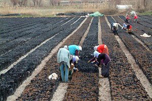 Siirt`e 30 Milyon TL`lik Fıstık Tesisi Kuruluyor