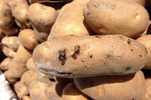 Bolu`da Patates Güvesiyle Mücadele Çalışmaları