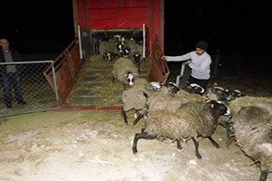 Seydişehir`e Ukrayna`dan Romanov Cinsi Koyun Getirildi