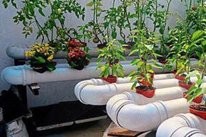 Samsun`da Topraksız Tarım Dönemi