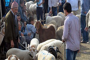 Şap Salgını Sona Erdi, İnegöl Hayvan Pazarı Açılıyor