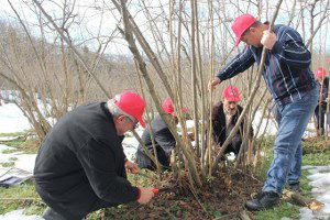 Sertifikalı Budamacılar Fındık Bahçelerine Girdi