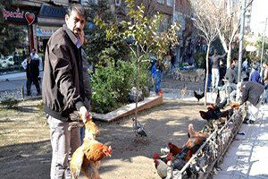 Siirt`te Kanatlı Kümes Hayvanlarına Rağbet Artıyor