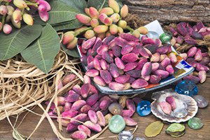 Siirt Fıstığı Yetiştiriciliği Bahçecilik Eğitimi