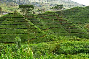 Sinop`ta Tarım Faaliyetleri