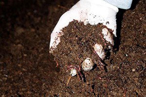 Gözle Görülmüyor Ancak Çok Para Kazandırıyor