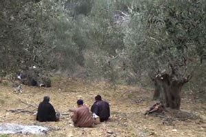 Son Zeytini `Başakçılar` Topluyor