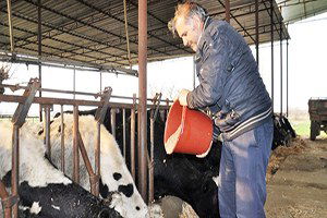 Süt Üreticilerine Yem Ve Süt Darbesi