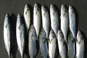 Türkiye Avrupa`nın En Fazla Balık Satan Ülkesi