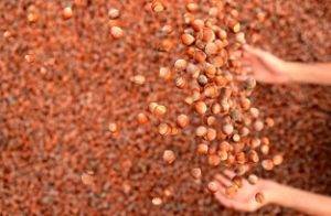 Türkiye 112 Ülkeye Fındık İhraç Etti