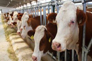 Vatandaşın Ucuz Et Yemesi Hayal Oldu, Üretici KDV İnmeden Yeme Zam Yapmış