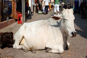 Anne İnek, Yavrusunu Ezen Otobüsü 4 Yıldır Takip Ediyor