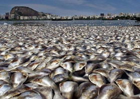 Şili`de Kitlesel Balık Ölümleri
