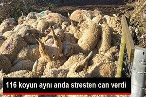Köpeklerin Kovaladığı 116 Koyun Şok Geçirip Öldü