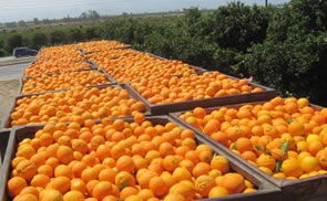 Narenciye Üreticisi Çözüm Arayışında