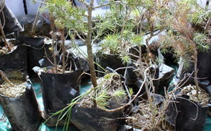 Gediz`de 2 Bin Adet Ağaç Fidanı Dağıtıldı