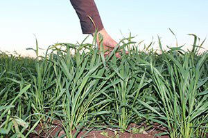 Adıyaman`da Ekinler Boy Verdi