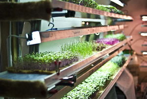 Artık Sebzeler Market Reyonlarında Yetişecek