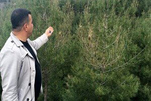 Amanoslar`da `Çam Kese Böceği` Tehlikesi