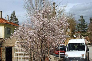 Ağaçların Erken Çiçek Açması Üreticiyi Tedirgin Etti