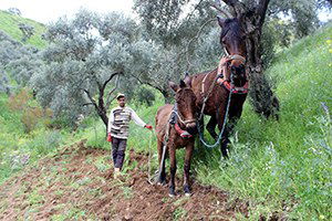 Aydın`da Bağ Ve Bahçeler Bakıma Alındı