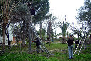 Aydın`da Budamalar Tamamlanıyor