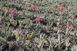 Bartın`da 2 Çiftçi Lale Soğanı Yetiştirmeye Başladı